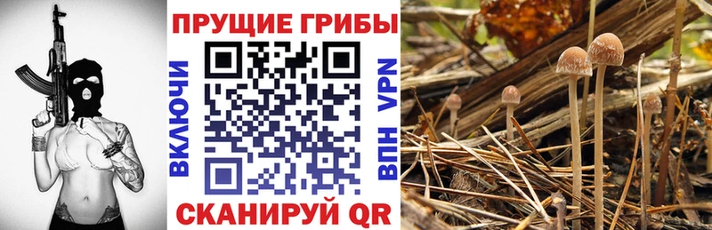 Купить закладки  Каспийск  Галлюциногенные грибы Psilocybe 